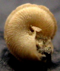 Scisurella